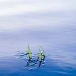 A pond with clear water is healthy.