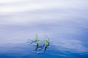 A pond with clear water is healthy.