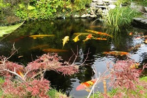 We have everything you need to build a water garden like this!