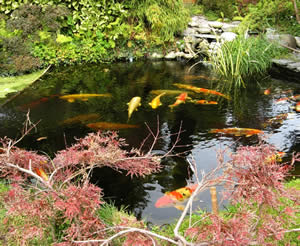 We have everything you need to build a water garden like this!